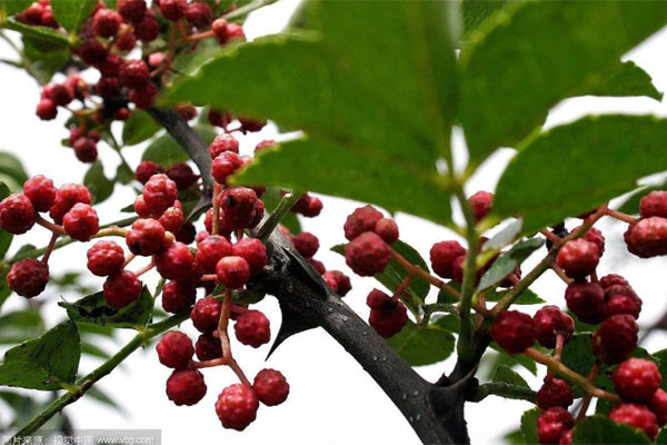 寧夏花椒樹(shù)施什么肥好?花椒樹(shù)種植嫁接技術(shù)