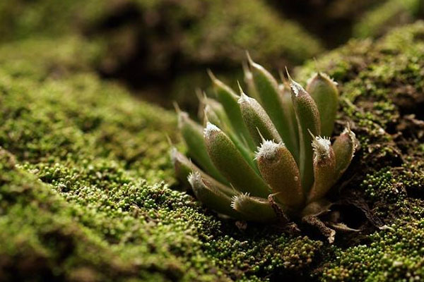 多肉植物施什么肥好，種植過程中需要注意哪些？