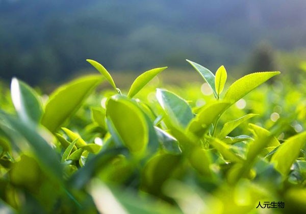田地施用有機肥的好處有哪些？