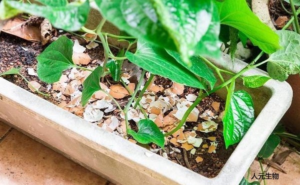 微生物菌肥和復(fù)合肥，有機(jī)肥一起使用需要注意什么？