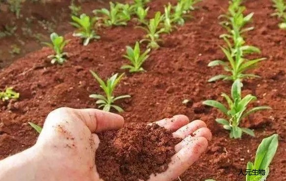 微生物菌肥和復(fù)合肥，有機(jī)肥一起使用需要注意什么？