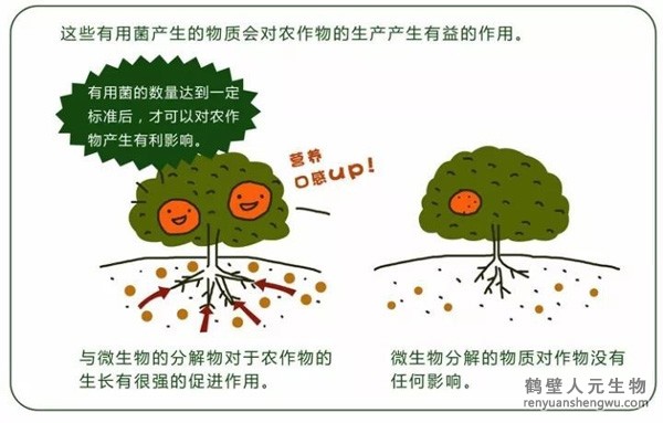 都說微生物菌劑產(chǎn)品貴，你卻不知道土壤微生物到底有多重要！