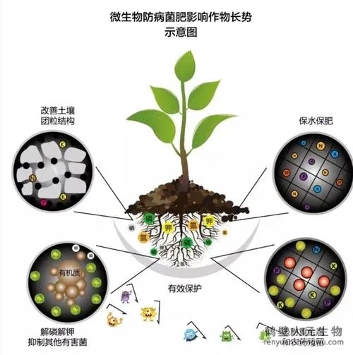 都說微生物菌劑產(chǎn)品貴，你卻不知道土壤微生物到底有多重要！
