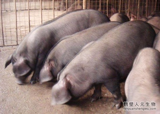 豬糞是如何發(fā)酵成有機肥料的？