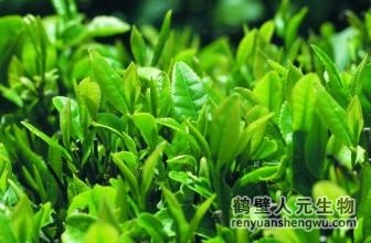 冬季增施有機(jī)肥，提高茶園鮮葉質(zhì)量